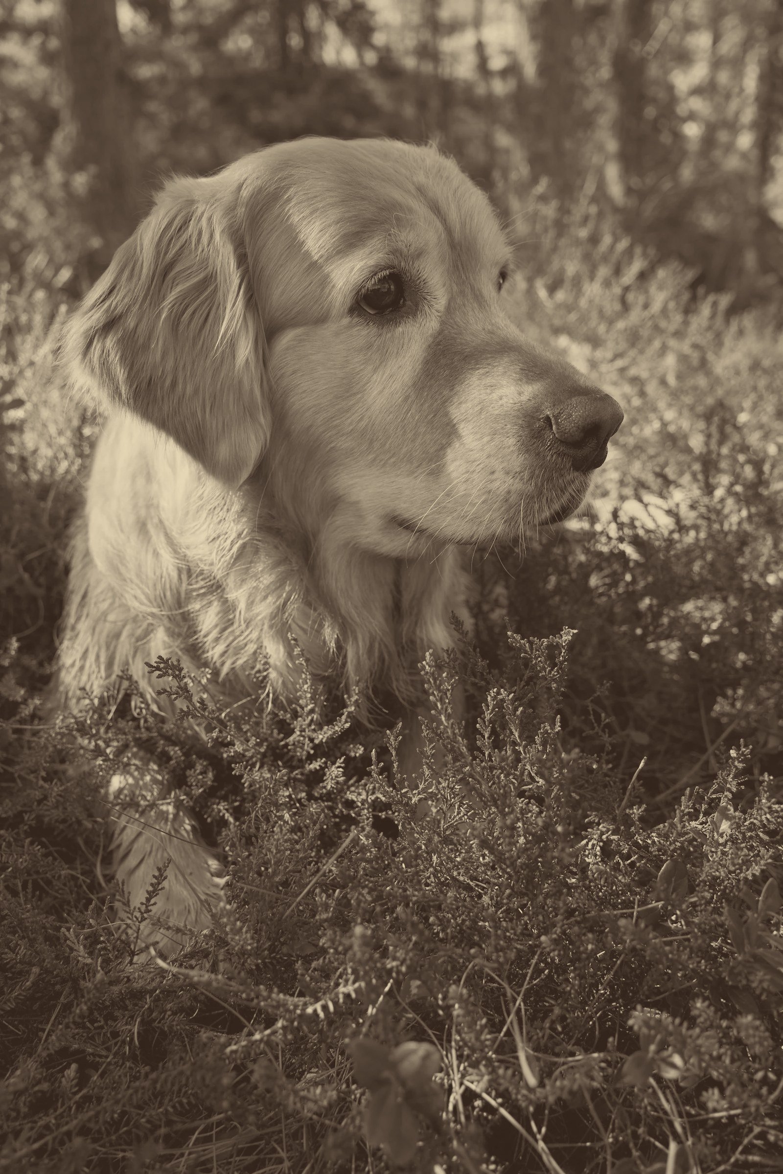 Psychiatric Service Dogs vs. Emotional Support Animals: Understanding the Difference