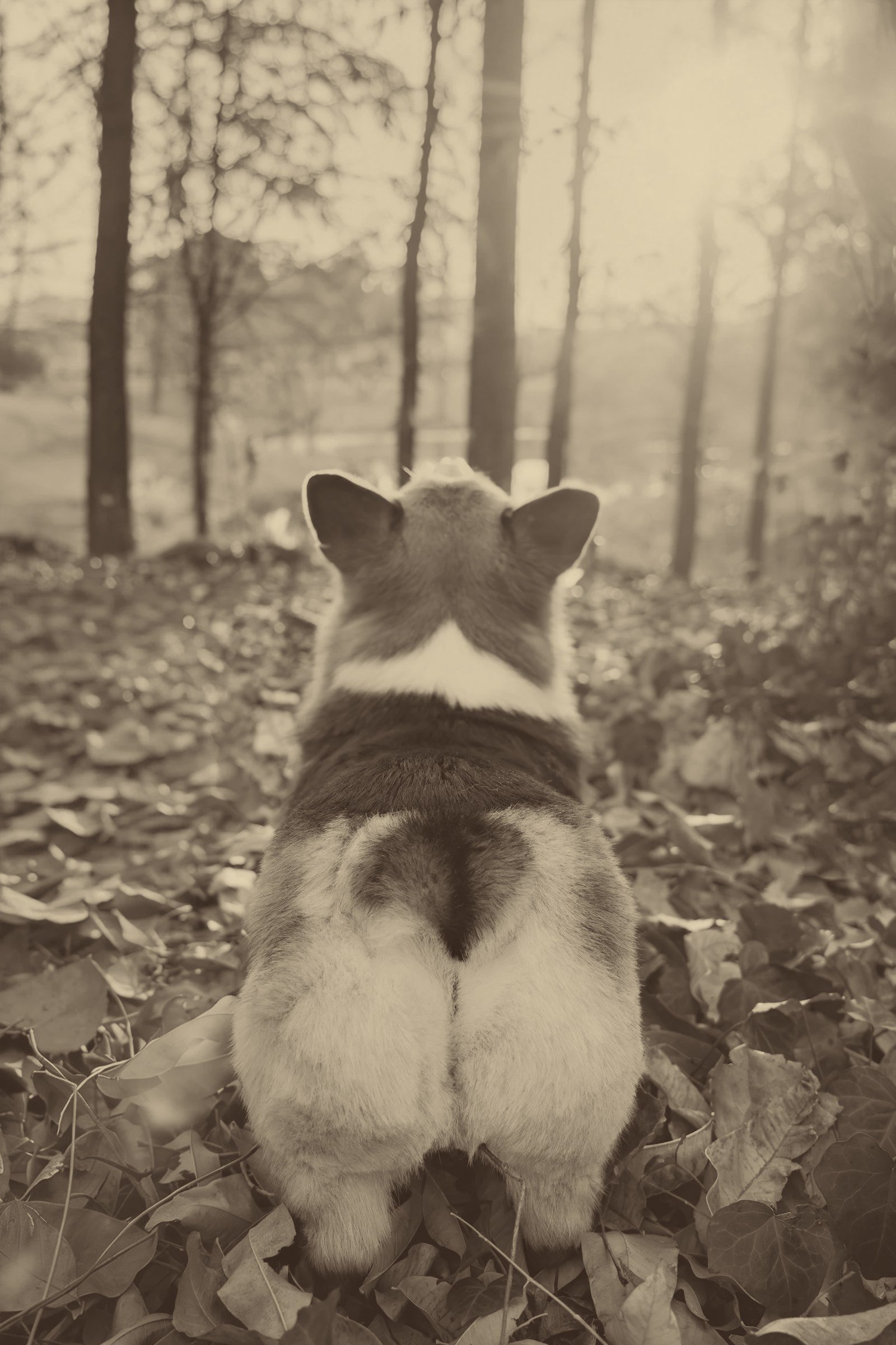 Stay Curious, Stay in Wonder