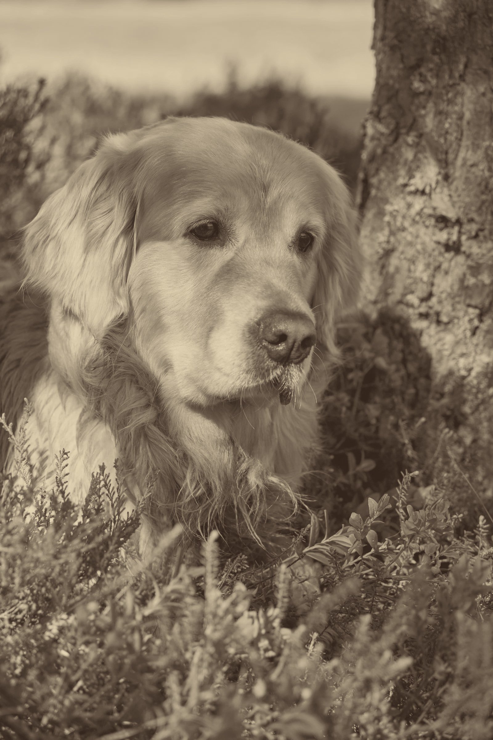 What a Psychiatric Service Dog Actually Does