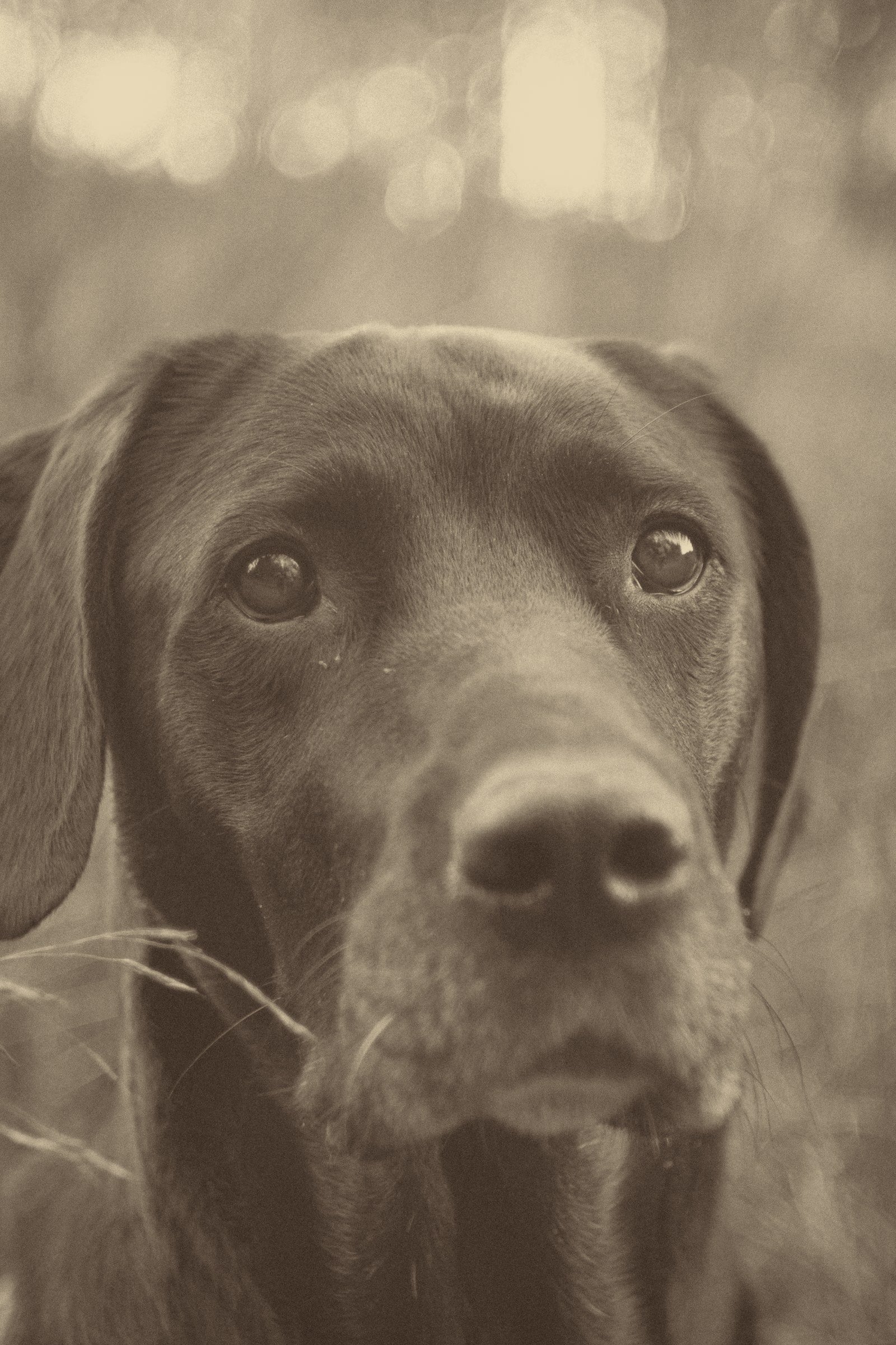 The Science-Backed Benefits of Psychiatric Service Dogs (PSDs)