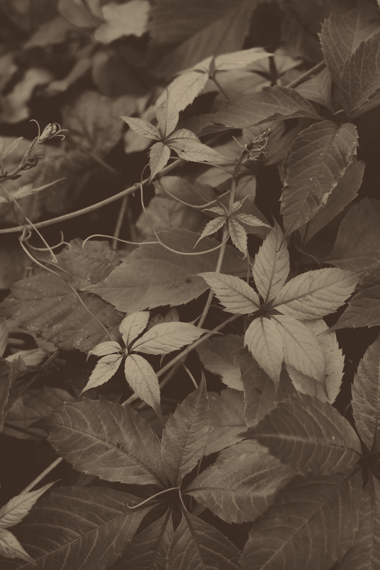 What Autumn Is Actually Asking of You