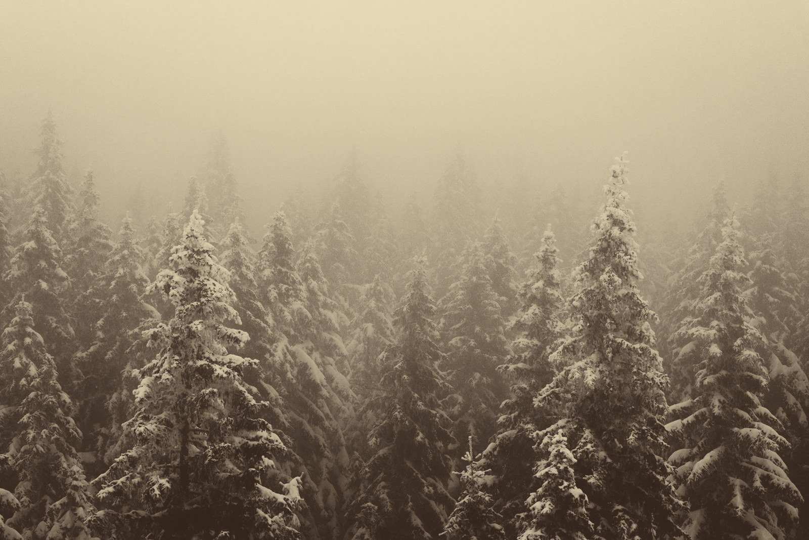 Winter & Wonder into the New Year